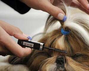 导致狗狗毛发粗糙的几大原因