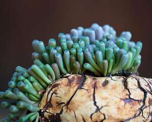 五十铃玉 Fenestraria aurantiaca