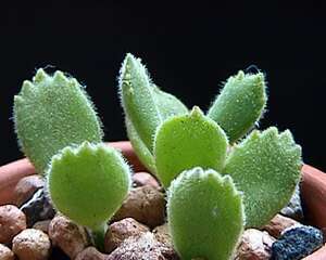 多肉植物熊童子的栽培（图）