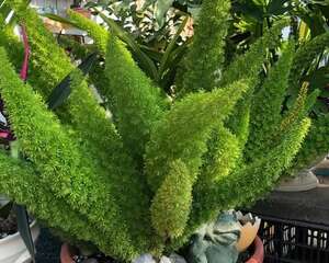 家里养盆“九尾狐”，叶子是条大尾巴，越长越多！