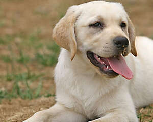 为什么狗狗喜欢靠着主人睡觉