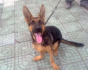 狗狗趴蹄怎么办