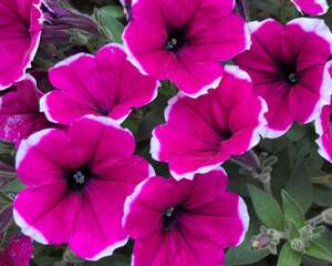 矮牵牛适合在室内养吗