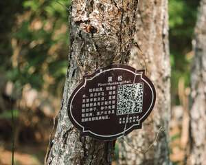 黑松盆景的养护方法