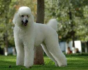 巨贵犬好养吗？巨贵犬饲养