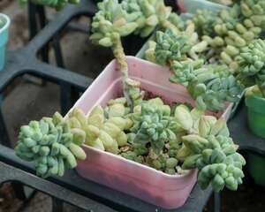 新玉缀的养殖方法