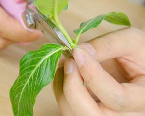 长春花品种大全