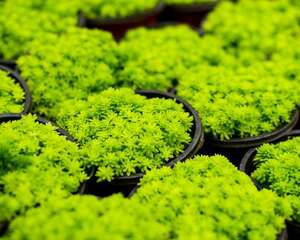 黄金万年草叶子蔫了还有救吗