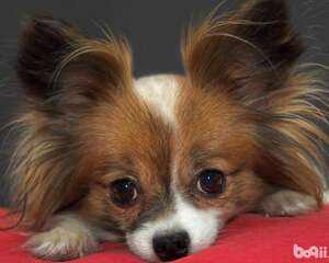 蝴蝶犬护理技巧，蝴蝶犬护理的注意事项
