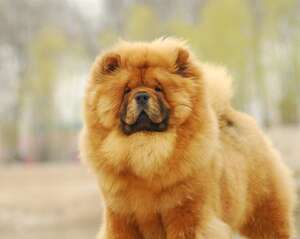 关于松狮犬的日常护理办法