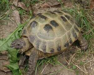 陆龟常用蔬菜及其选购