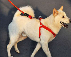 宠物狗绳选购要注意什么？