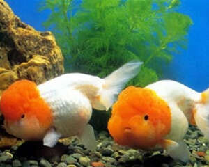 黄高头的外形特点