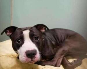 怀孕可以养狗吗 怀孕养狗要注意什么