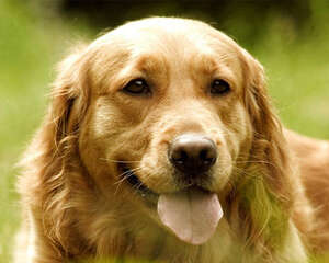 【测试】你家狗狗是否有挑食倾向