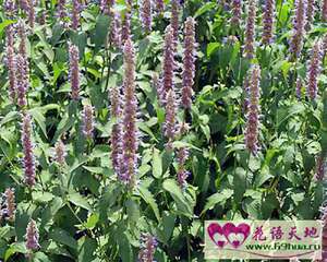 牛膝草的花语：洁净、干净、纯洁