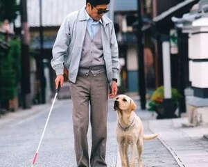 导盲犬一生有哪几个阶段？