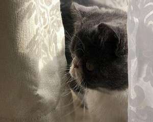 加菲猫的鼻子干燥是不是生病了？