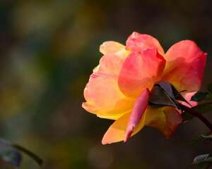月季花的养殖方法