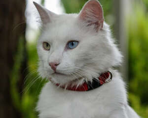 给猫咪洗澡时抓人该怎么办