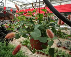 狗尾红的功效和作用