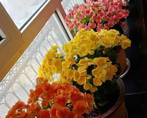 夏天的“必死花”，学会一个小动作，度夏一盆也不死！