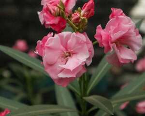 夹竹桃的花语和传说