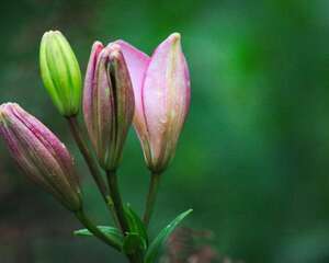 百合花为什么要摘掉花蕊