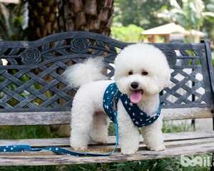 饲养狗狗的必备用品都有哪些？