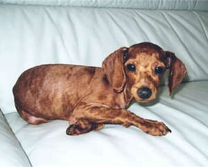 给狗狗剃胎毛的步骤