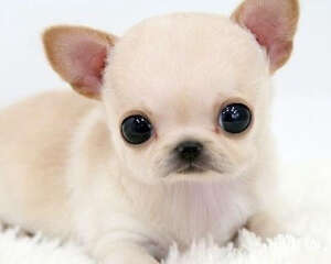 两个月吉娃娃吃什么