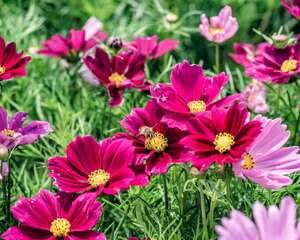 格桑花的花语及传说