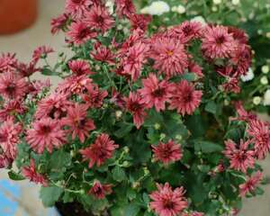 菊花能放在室内吗