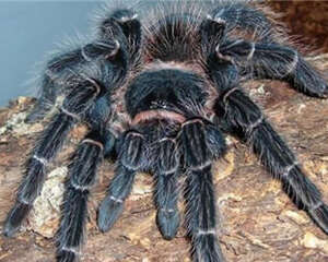 巴西所罗门食鸟