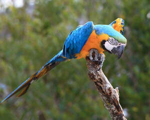 鹦鹉中的巨人：金刚鹦鹉