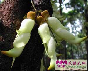禾雀花的花语：欢快、快乐