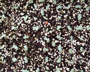 一目了然的多肉植物播种手绘教程：做到以下三点，出芽如此简单