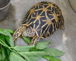 饲养印度星龟的器材解析