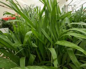 夏威夷椰子的养殖方法和注意事项