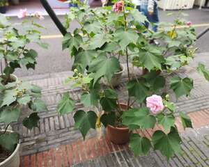 木芙蓉花盆景怎么制作