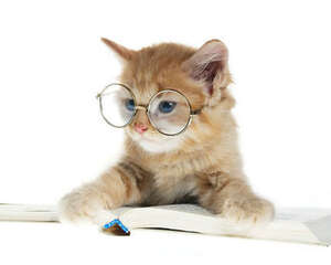 为什么幼猫要少吃猫罐头