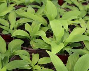 玉簪的花语和寓意，有什么传说故事