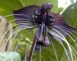 黑色的花瓣－老虎须