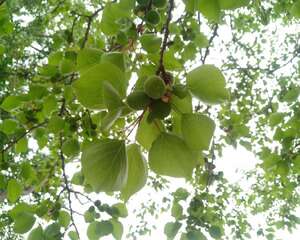 杏树为什么只开花不结果