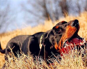 黑褐猎浣熊犬的养护知识