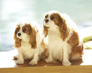 狗狗挑食的七大原因分析