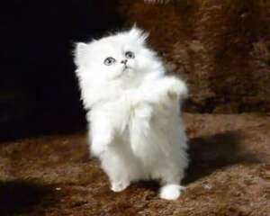 猫咪疫苗介绍