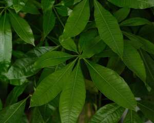 快死的发财树别扔，1分钟让它起死回生