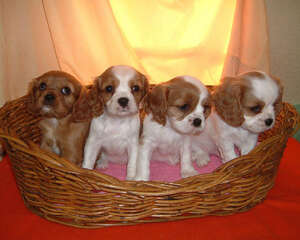 国外对于宠物活体繁殖者的分类