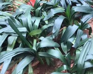 突然大降温，200盆君子兰，一夜之间被冻坏！